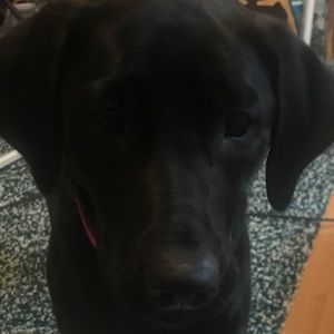 Meet your Posher, Luka